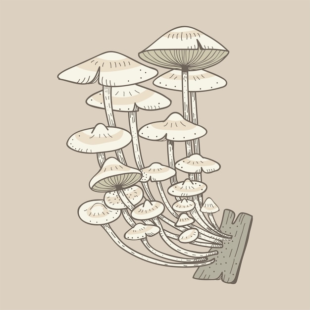 hongos y setas
