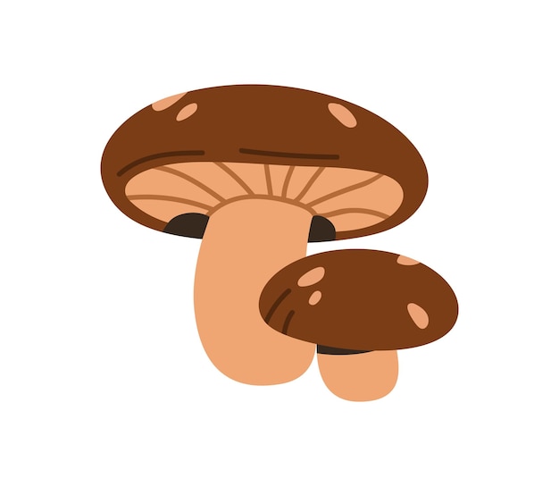 hongos Shiitake hongos de diferentes tamaños grandes y pequeños alimentos forestales naturales orgánicos frescos comestibles familia de hongos de otoño Ilustración vectorial gráfica plana aislada sobre fondo blanco