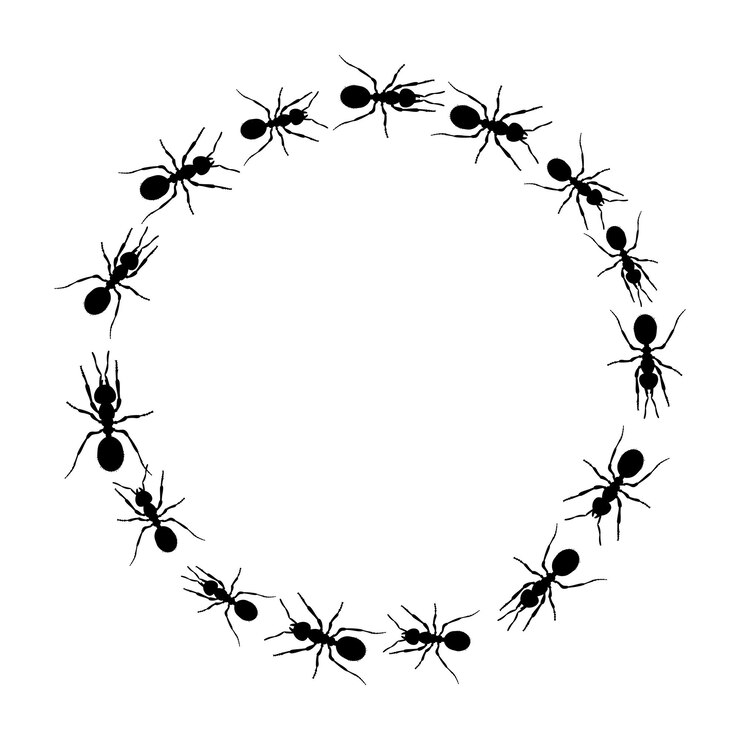 Vector hormiga negra realista sobre fondo blanco camino y hormigas vector