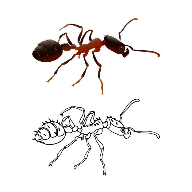 Una hormiga roja de fuego con mandíbulas fuertes Un insecto social En tinta negra