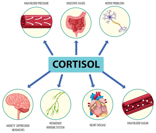 Hormona cortisol con diagrama de síntomas comunes