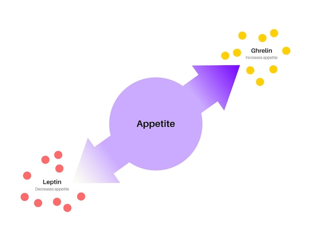 Hormonas del apetito y el hambre Grelina y leptina en el cuerpo humano Sistema endocrino humano