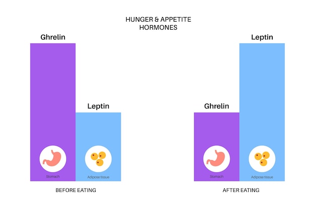 Hormonas del apetito y del hambre grelina y leptina en el cuerpo humano tejido adiposo y estómago