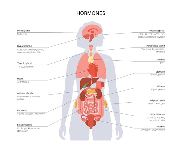 Vector hormonas en el cuerpo femenino