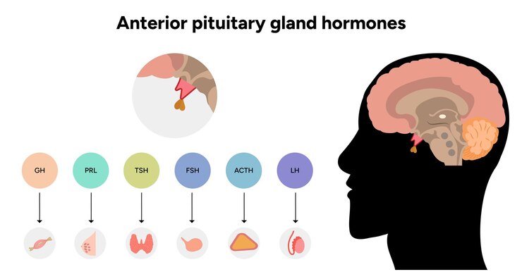 Vector hormonas de la glándula pituitaria anterior en el cerebro anatomía médica humana