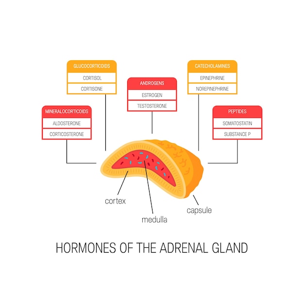 Hormonas de la glándula suprarrenal. Diagrama de estilo plano.