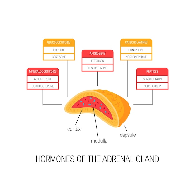 Hormonas de la glándula suprarrenal. diagrama de estilo plano.