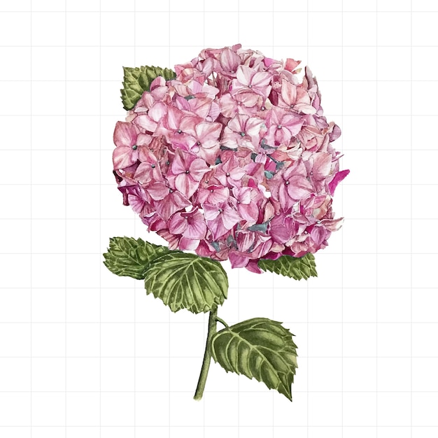 Vector hortensia azul en acuarela sobre un fondo blanco ilustración dibujada a mano