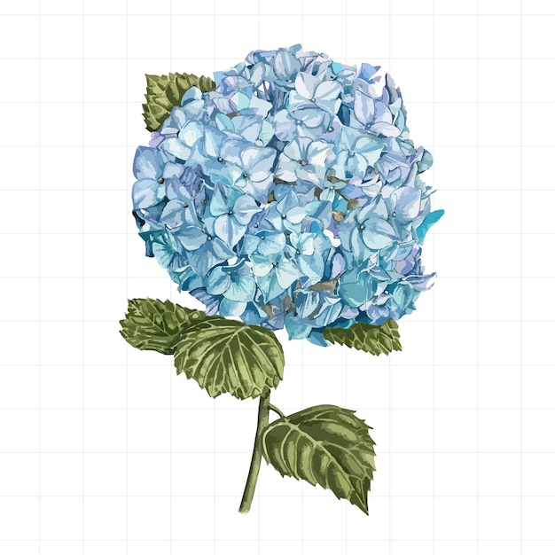 Vector hortensia azul en acuarela sobre un fondo blanco ilustración dibujada a mano