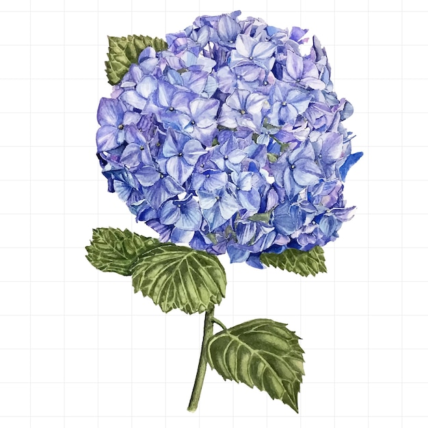 Vector hortensia azul en acuarela sobre un fondo blanco ilustración dibujada a mano