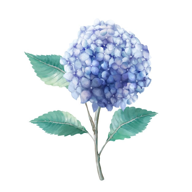 Hortensia azul acuarela