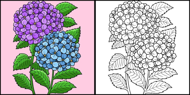 Hortensia Flor Para Colorear Ilustración Coloreada