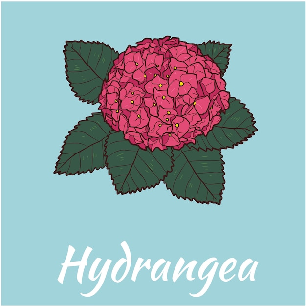 Hortensia Flor Vector Ilustración Color