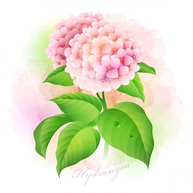 Hortensia. Ilustración vectorial botánica