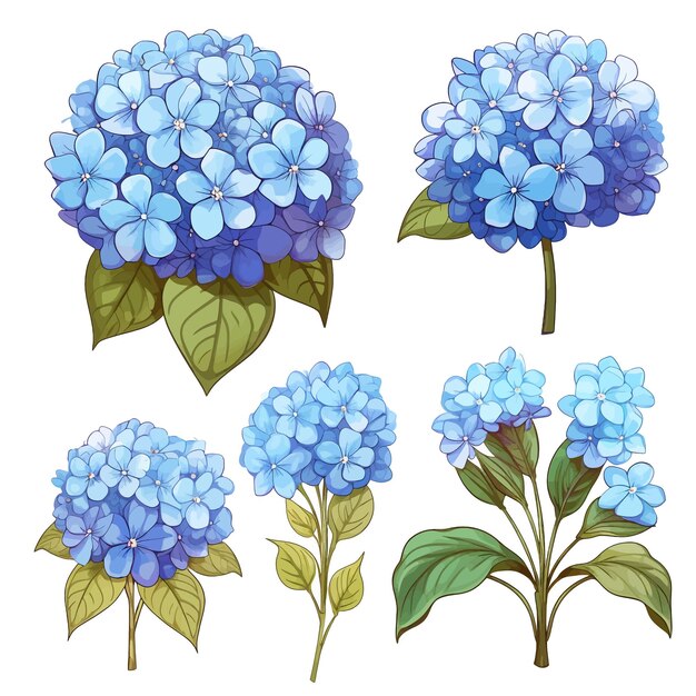 Hortensias azules vector clipart fondo blanco