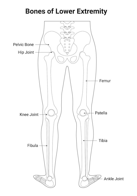 Huesos de las extremidades inferiores Linear hueso pélvico articulación de cadera articulación de rodilla fíbula fémur rótula tibia tobillo