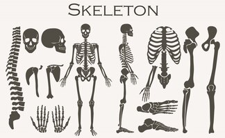 Vector huesos humanos esqueleto