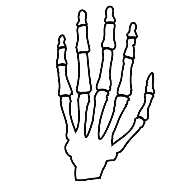 Huesos de la mano humanaAnatomía humana