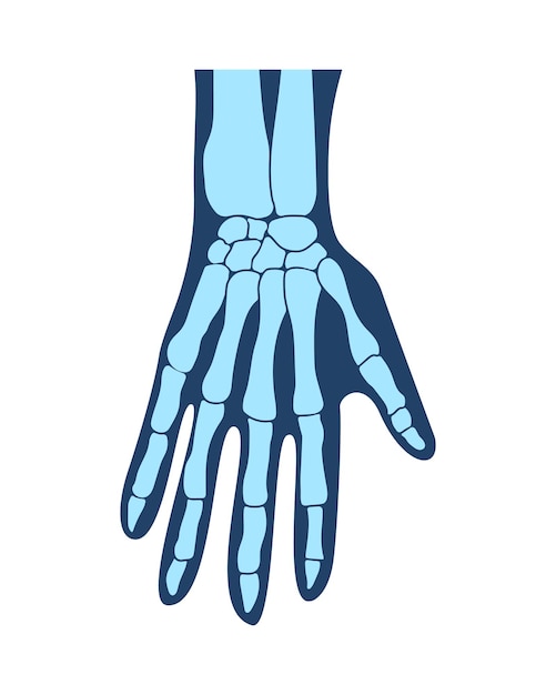 Huesos de las manos la mano la estructura de las manos brazos anatomía mano humana ilustración vectorial