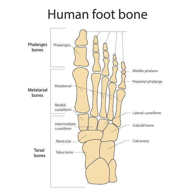 Huesos del pie anatomía del sistema esquelético de las piernas y los pies humanos