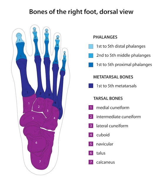 Vector huesos del pie derecho vista dorsal