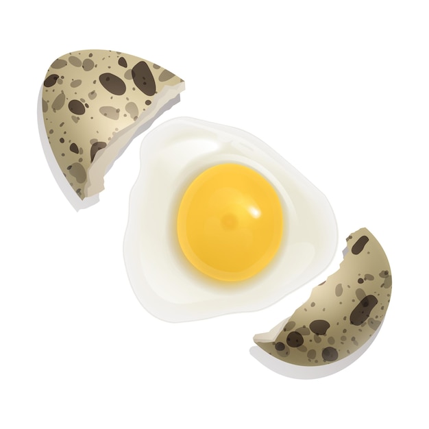 Vector el huevo de codorniz crudo, huevo roto. comida sana