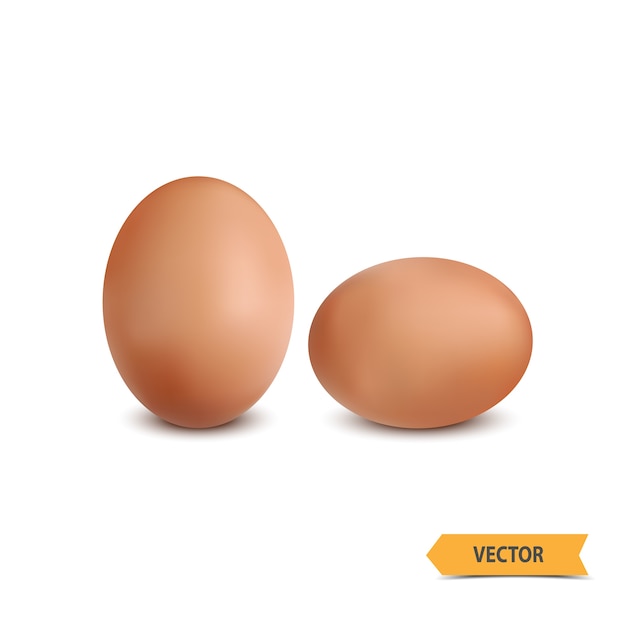 Vector huevo sobre un fondo blanco