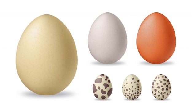 Huevos de gallina blancos y marrones realistas. Avestruz y huevos de codorniz. ilustración
