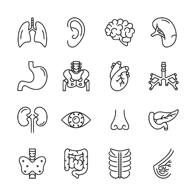 Human Body Organs Line Art Anatomical Diagram