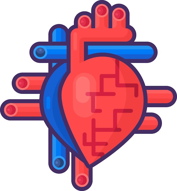 Humano corazón sano órgano arterias vasos accidente cerebrovascular