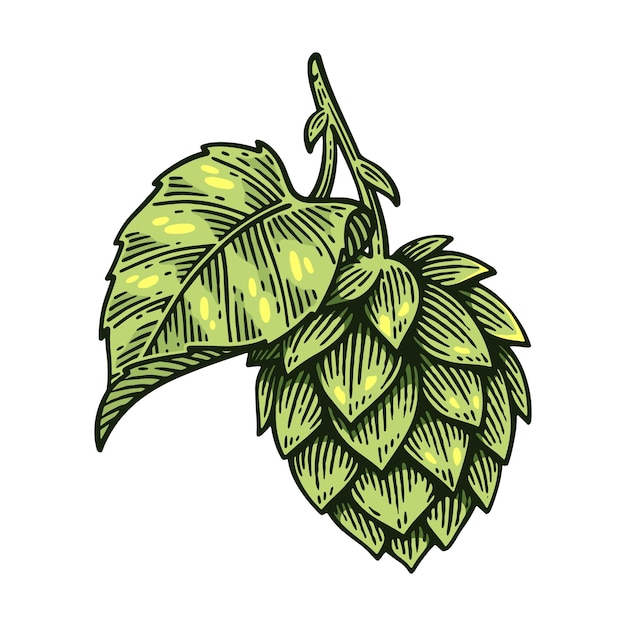 Humulus Lupulus dibujado a mano Arte de línea Estilo de grabado Ilustración vectorial
