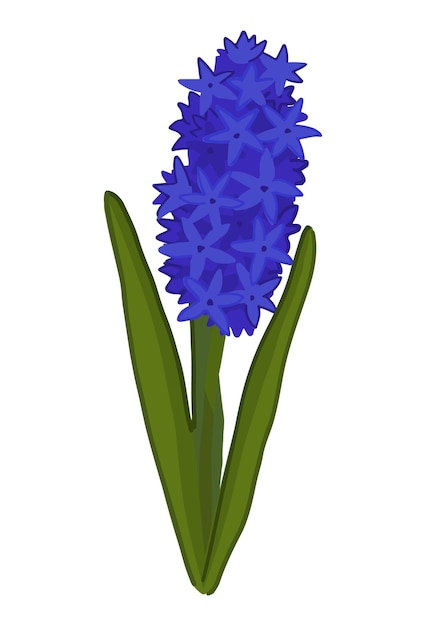 Hyacinto doodle Clipart de la flor de la primavera Ilustración vectorial de dibujos animados aislada en fondo blanco