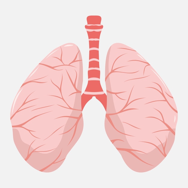 Icon1 del vector de los pulmones humanos