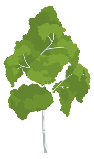 Vector icono de abedul árbol de verano verde planta natural