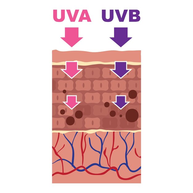 Vector icono de acción de la piel uva uvb icono vectorial de acción de la piel uva uvb para el diseño web aislado sobre un fondo blanco