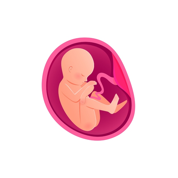 Icono aislado del desarrollo del embrión. embarazo, desarrollo del feto fetal.