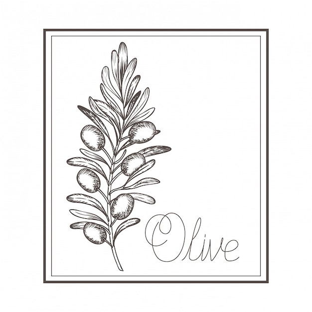 Icono aislado dibujo de flor de olivo