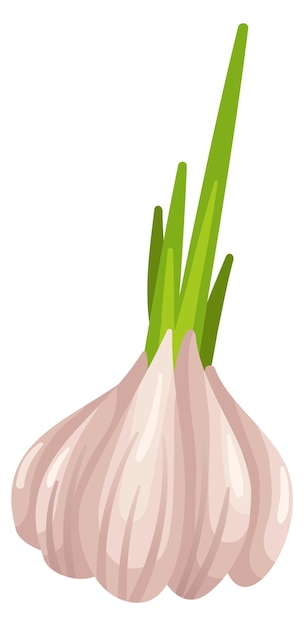 Vector icono de ajo vegetal crudo planta natural de dibujos animados aislada sobre fondo blanco