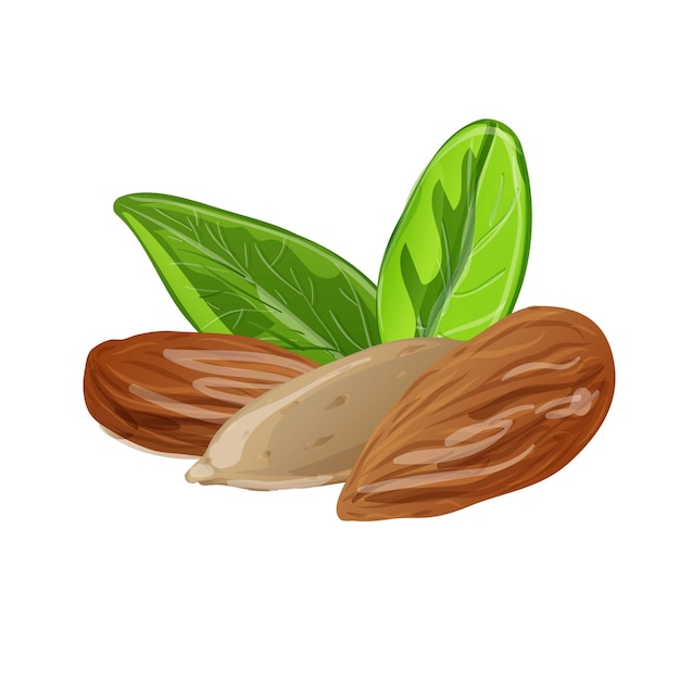 Icono de almendra Caricatura de icono de vector de almendra para diseño web aislado sobre fondo blanco