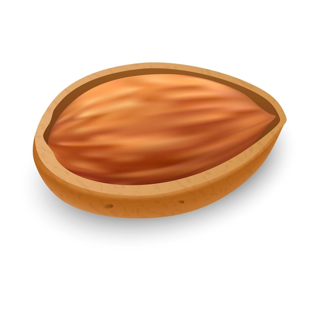 Icono de almendra cruda Ilustración realista de icono de vector de almendra cruda para diseño web