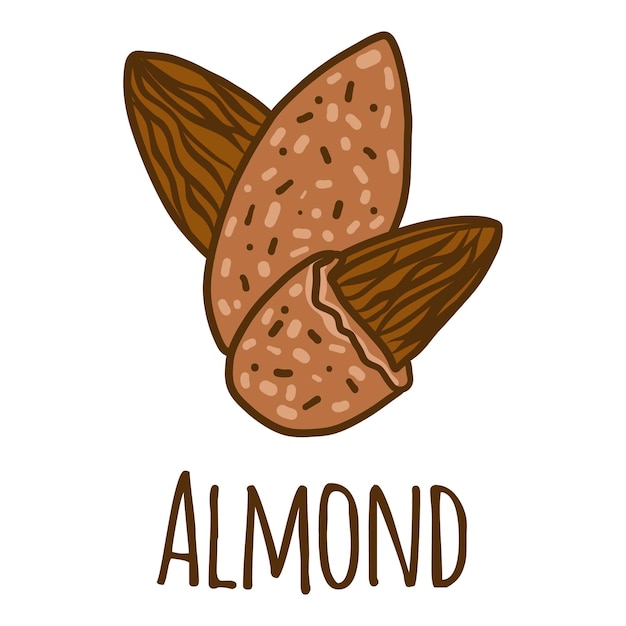 Icono de almendra Ilustración dibujada a mano de icono de vector de almendra para diseño web