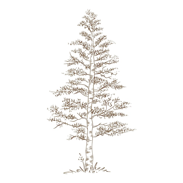 Icono de árbol de abedul del parque de la ciudad. Dibujado a mano y la ilustración de contorno del parque de la ciudad icono de vector de árbol de abedul para diseño web
