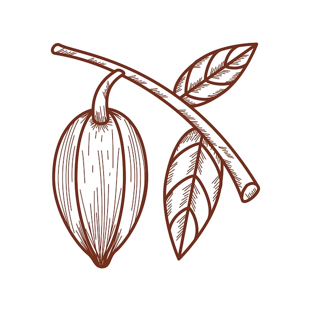 Vector icono de árbol y hoja de cacao aislado