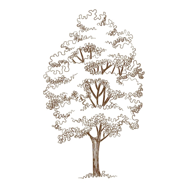 Icono de árbol de roble del bosque. Dibujado a mano y la ilustración de contorno del icono de vector de árbol de roble de bosque para diseño web