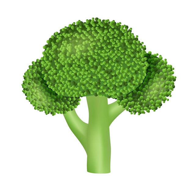Icono de brócoli natural Ilustración realista del ícono vectorial de brócolo natural para el diseño web