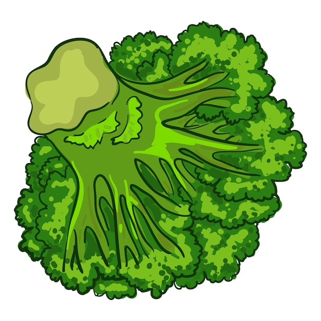 Icono de brócoli vegano Caricatura de icono de vector de brócoli vegano para diseño web aislado sobre fondo blanco