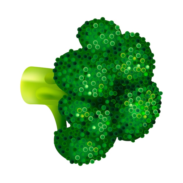 Icono de brócoli verde Isométrico de icono de vector de brócoli verde para diseño web aislado sobre fondo blanco