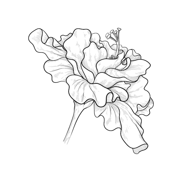 Vector icono de brote de hibisco rizado una gran flor está dibujada con líneas contorno