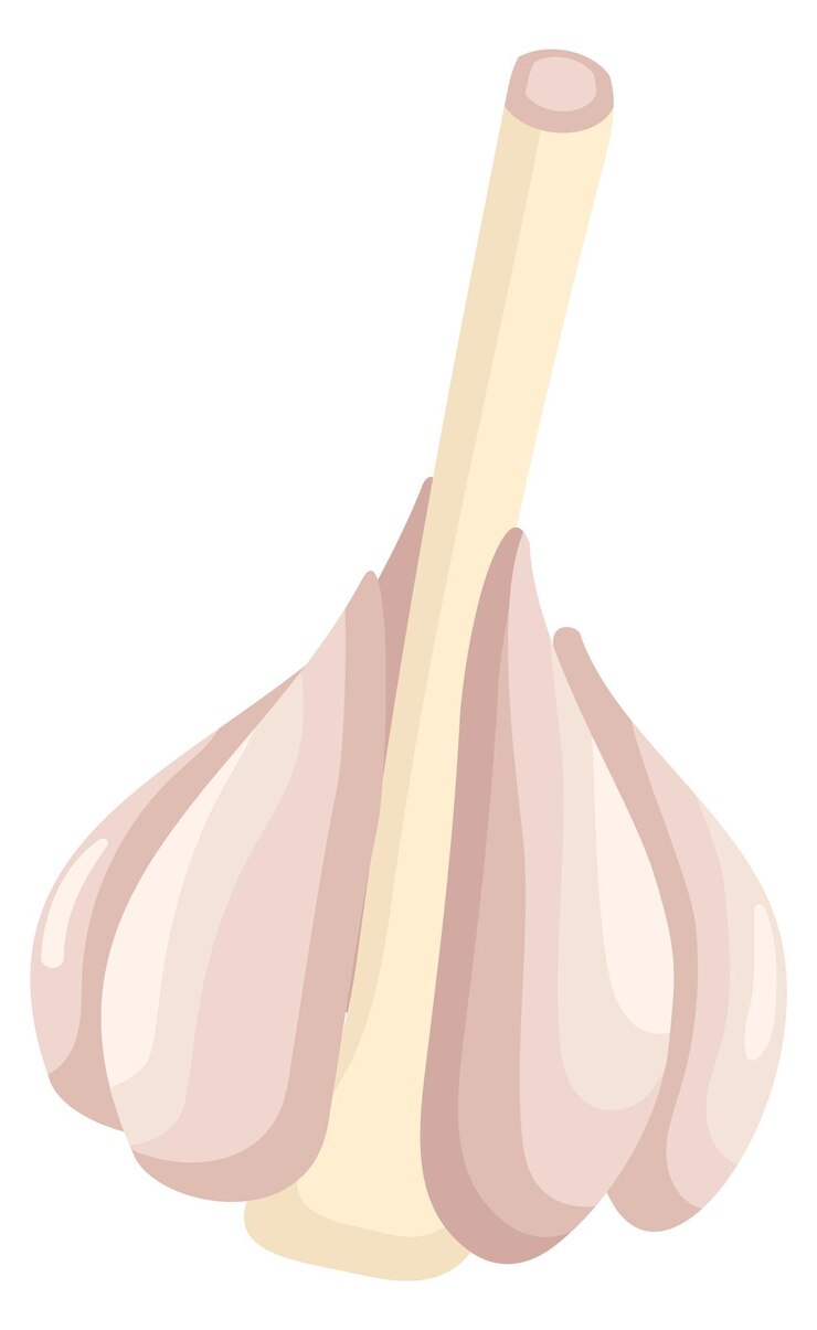 Vector icono de bulbo de ajo vegetal de raíz picante de dibujos animados aislado sobre fondo blanco
