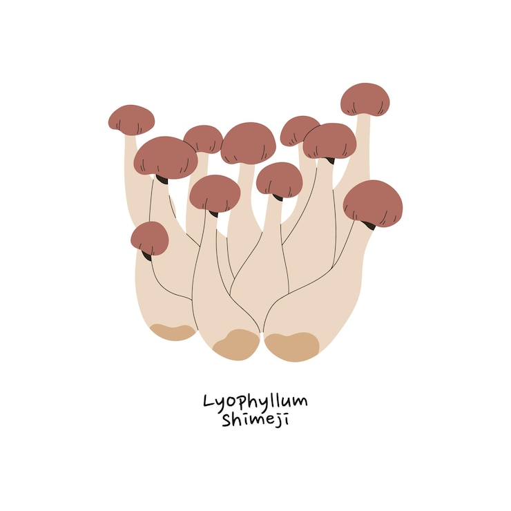 Vector icono de buna o hon shimeji grupo de pequeños hongos con nombre bolete comestible hongo del bosque de otoño boletus crudo para comer cosecha del bosque ilustración de vector aislado plano sobre fondo blanco